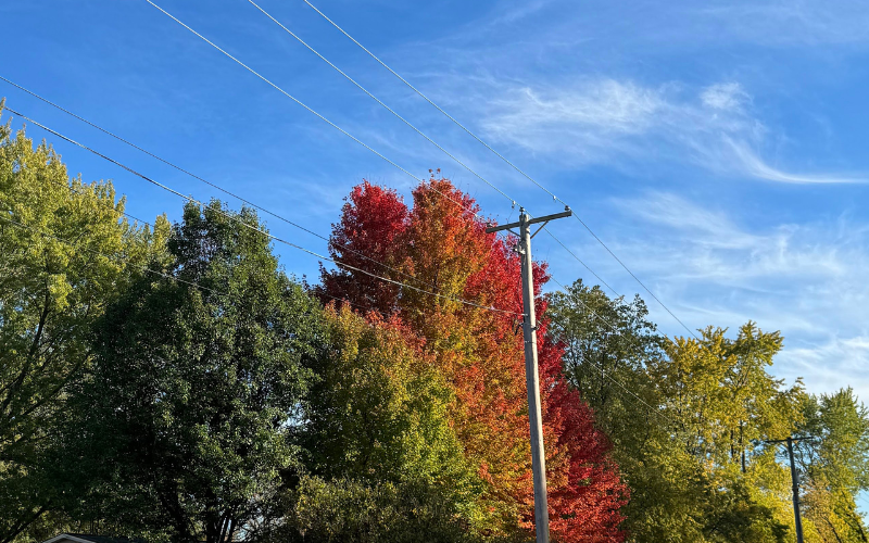 An area of large shade trees planted near overhead power lines.